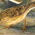 Lesser Short-toed Lark